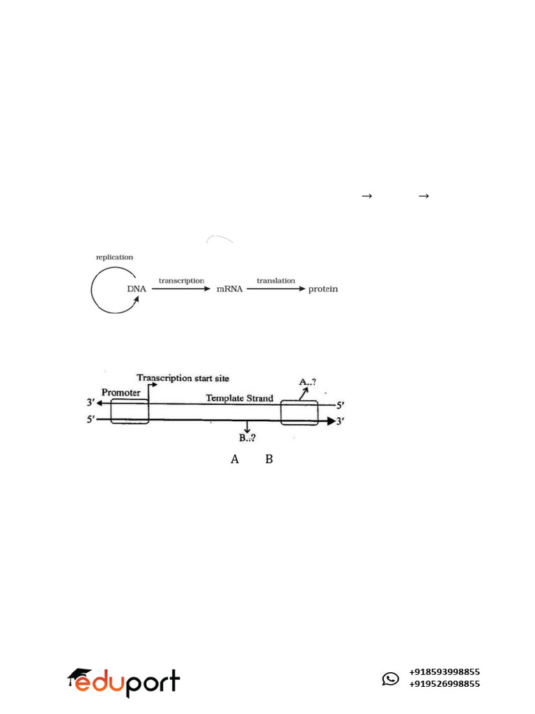 Textf text pdf dna operon