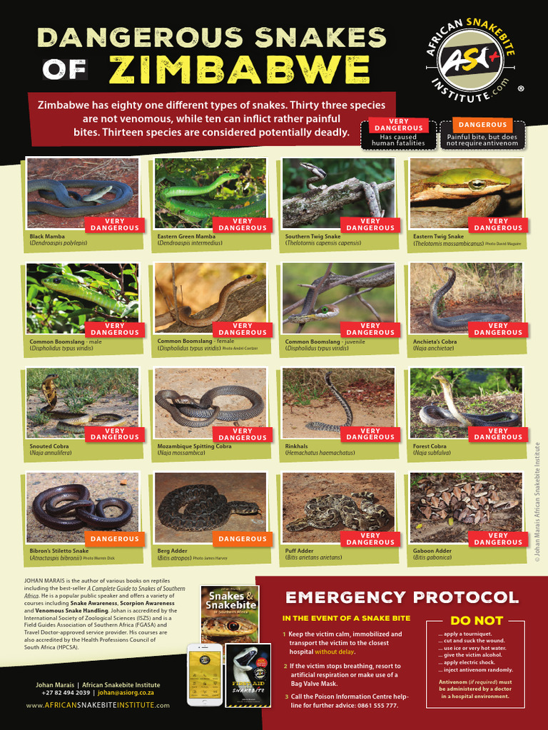 Venomous and Dangerous Snakes of Zimbabwe | PDF | Alethinophidia | Snake
