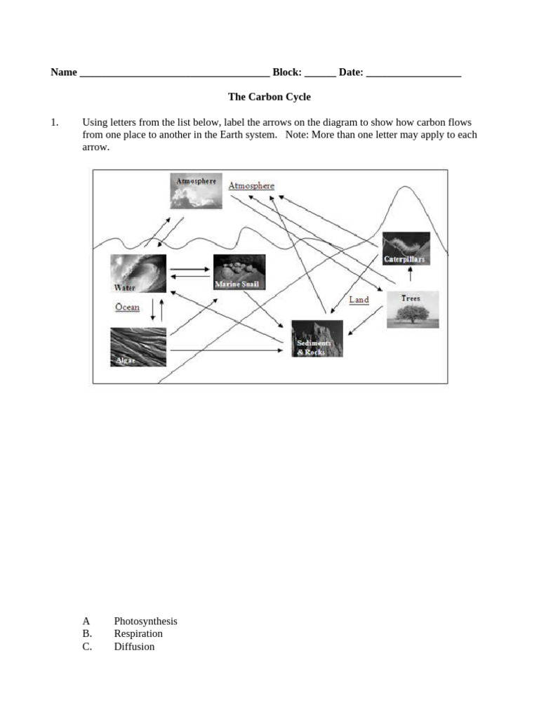 Understanding the Carbon Cycle Dynamics | PDF