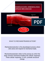 Mechanotransducction Kinesiology Mechanical Load