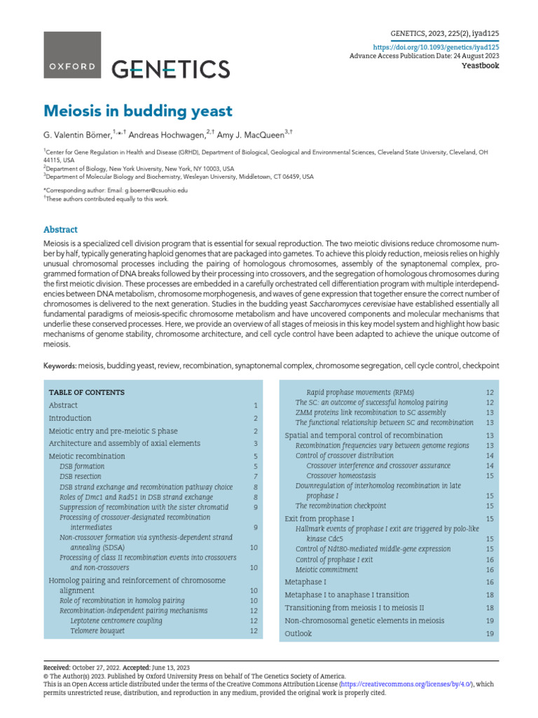 Meiosis Overview in Budding Yeast | PDF | Meiosis | Ploidy