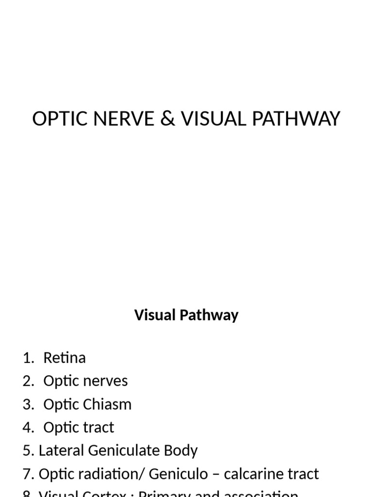 Optic Nerve | PDF | Retina | Visual System