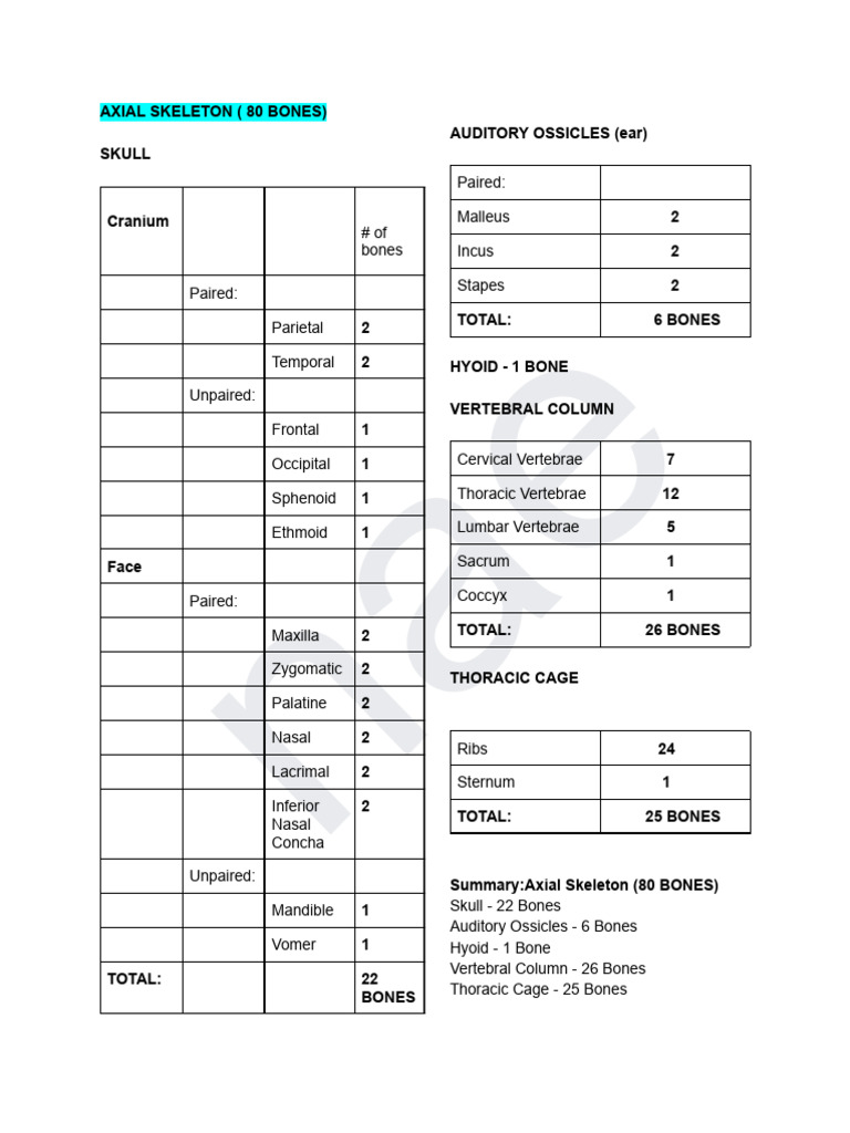 Nur 1l - Number of Human Bones | PDF | Skull | Skeletal System