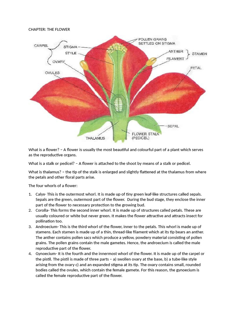 Botany Basics for Students | PDF | Flowers | Fruit