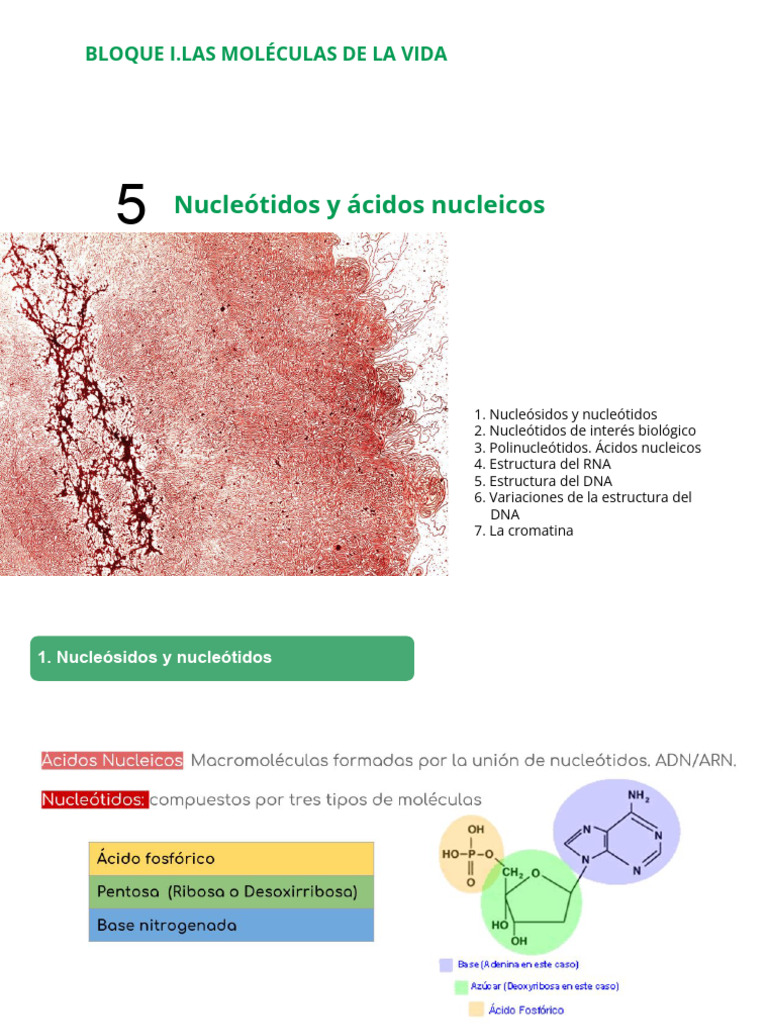 Estructura y Función de Ácidos Nucleicos | PDF | Rna | Nucleótidos