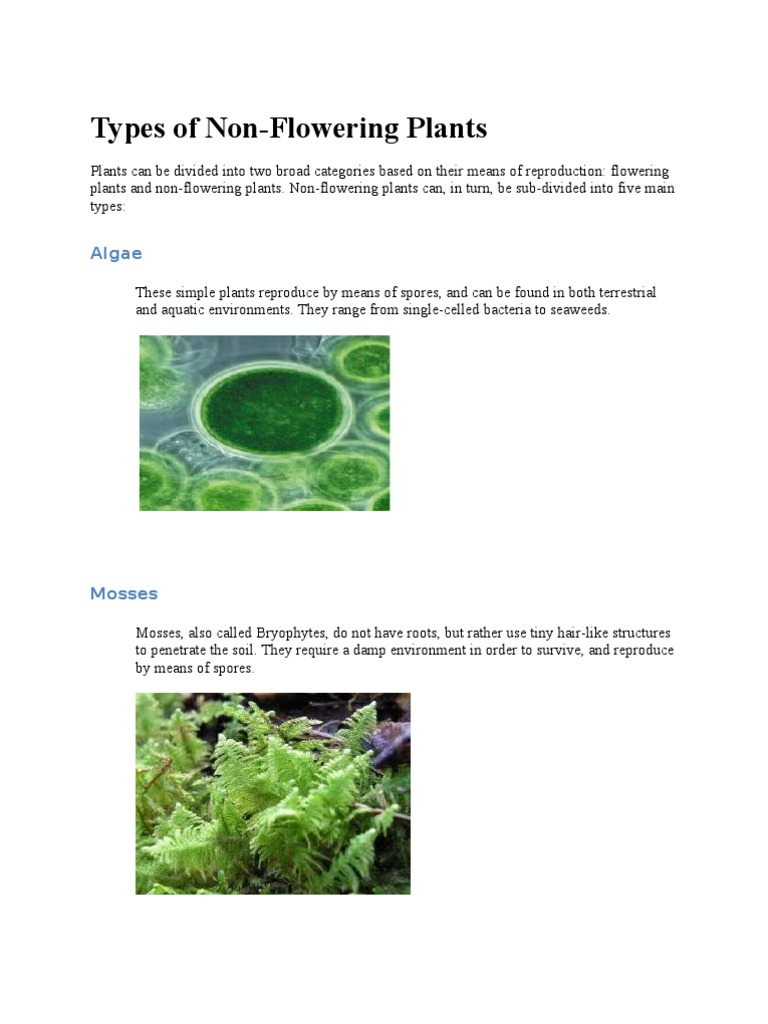 Types of Nonflowering & Flowering Plants PDF Plants Lilium