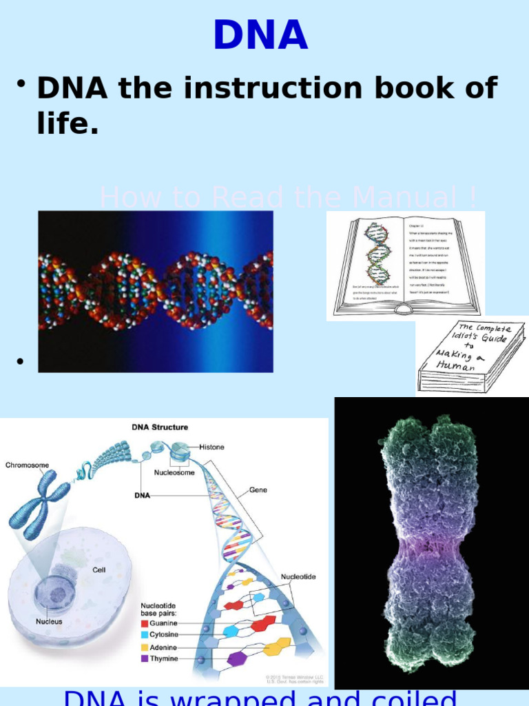 Dna Structure | PDF | Dna | Nucleotides