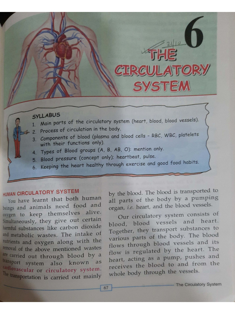 Circulatory System | PDF