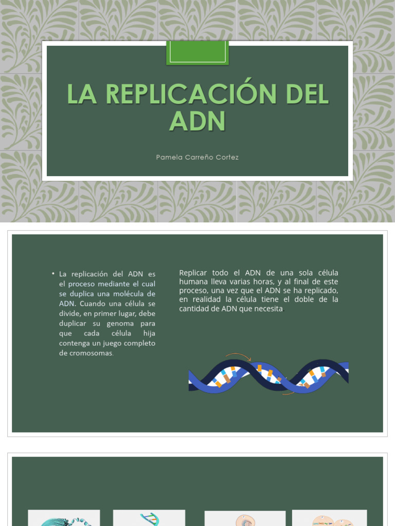 Proceso de Replicación del ADN | PDF