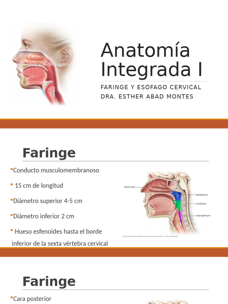 Anatomía de Faringe y Esófago Cervical | PDF | Laringe | Sistema ...