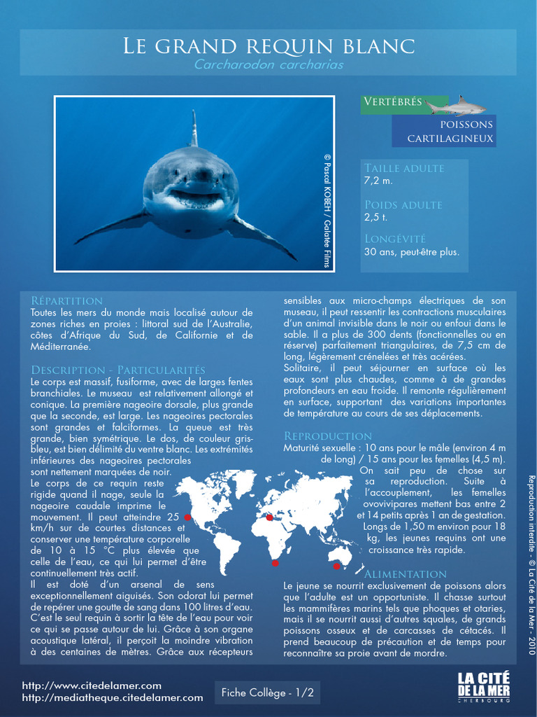 grand-requin-blanc-caract-ristiques-et-habitat-pdf-grand-requin