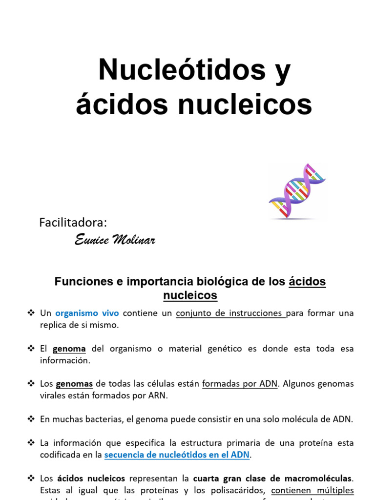 Estructura y Función de Ácidos Nucleicos | PDF | Rna | Adn
