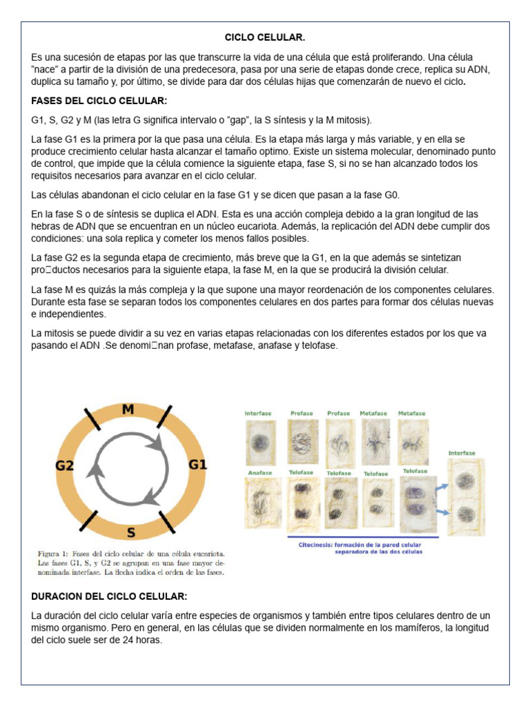 Fases del Ciclo Celular y Mitosis | PDF | Mitosis | Biología Celular