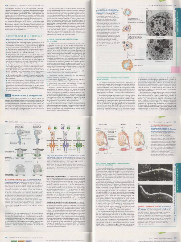 Regulación de la muerte celular y apoptosis | PDF | Apoptosis | Bcl 2