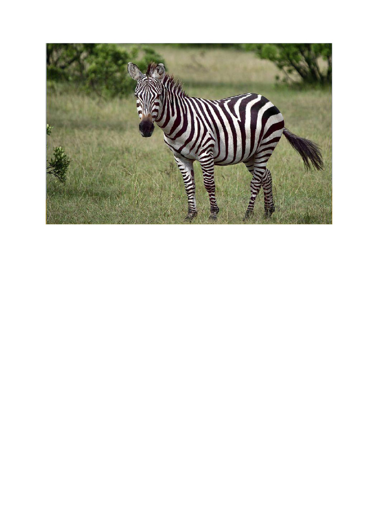 ZEBRA | PDF