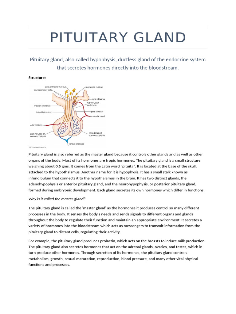 Pituitary Gland | PDF | Pituitary Gland | Hypothalamus