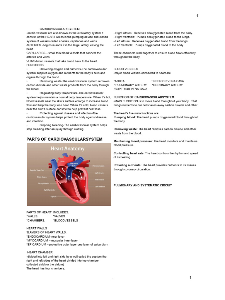 Cardiovascular System 1 | PDF | Heart | Blood Vessel