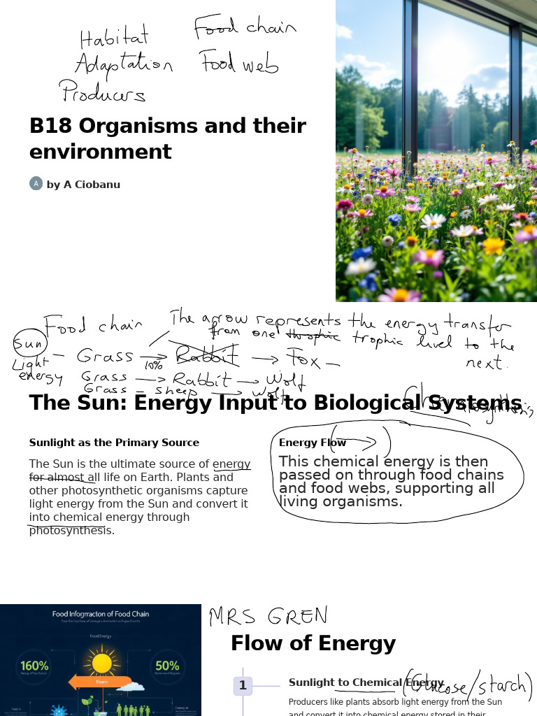Energy Flow in Ecosystems | PDF | Food Web | Ecosystem