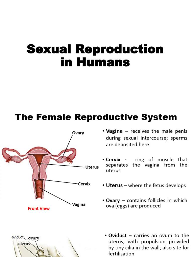 Sexual Reproduction in Humans Notes - 020430 | PDF | Hiv | Menstrual Cycle