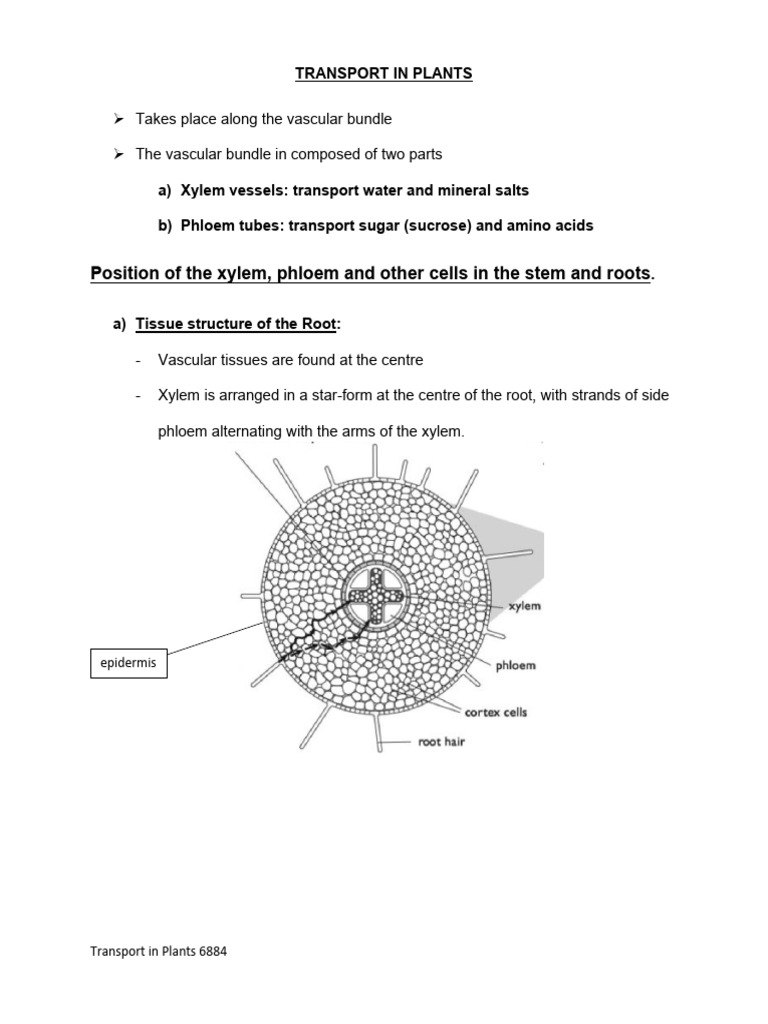 Plant Water Transport Mechanisms | PDF | Leaf | Stoma