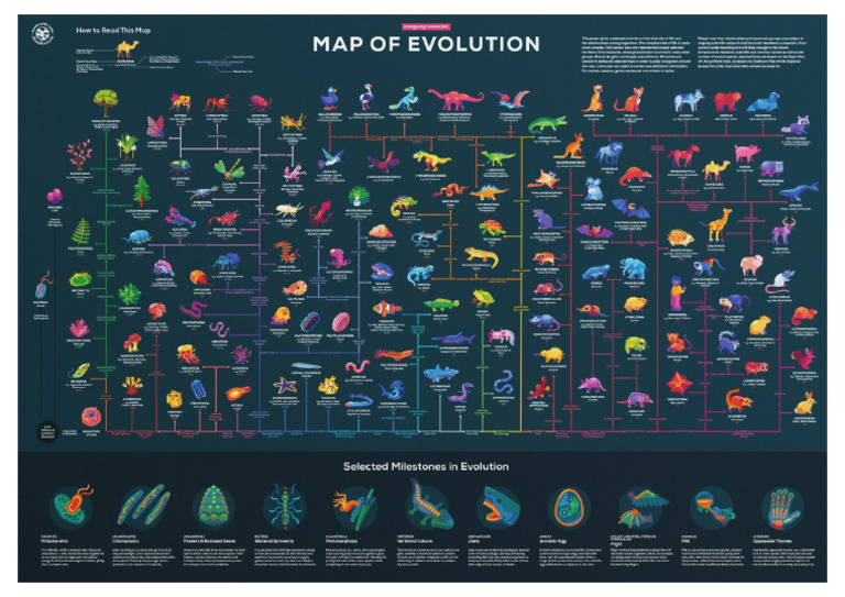 Toaz.info Kurzgesagt in a Nutshell Map of Evolution Poster by ...