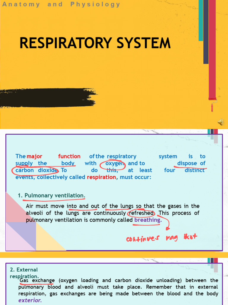 Anatomy and Physiology of the Respiratory System | PDF | Respiratory ...