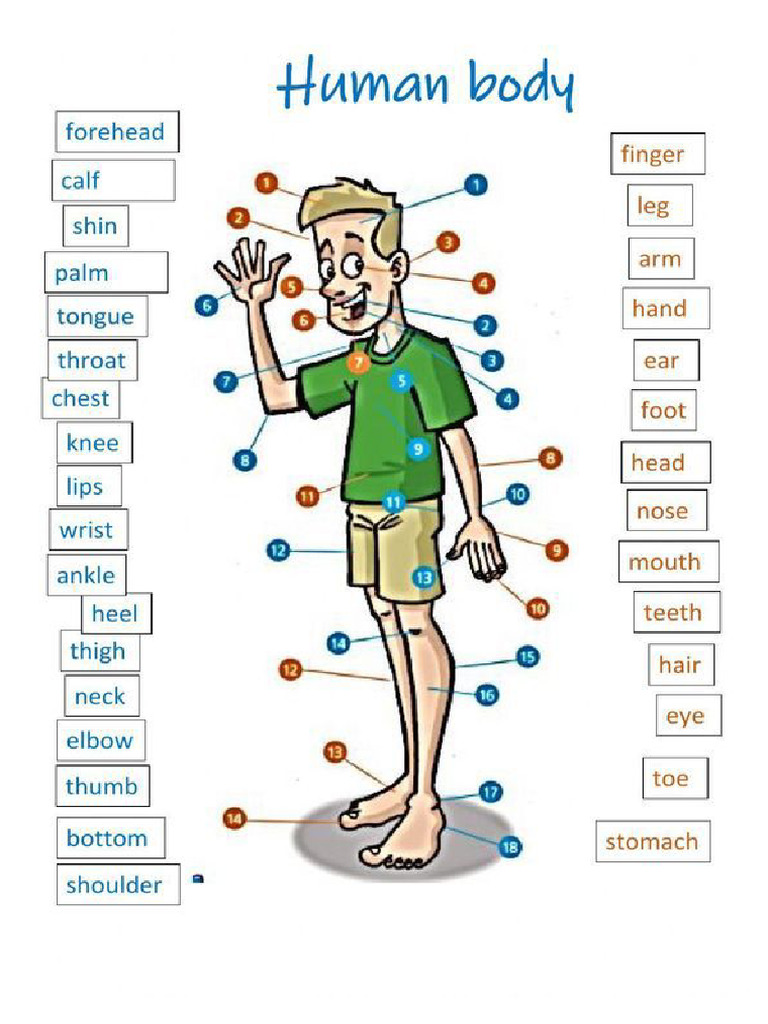 Body Parts Vocabulary Worksheet | PDF
