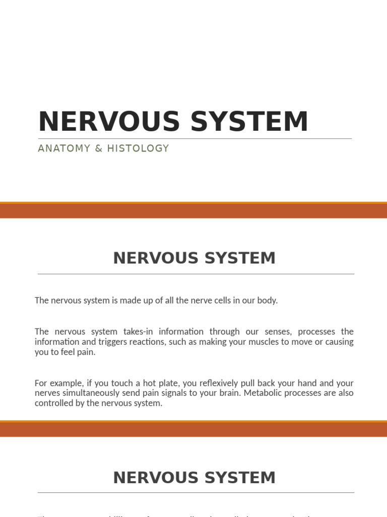 Nervous System Pdf Neuron Synapse