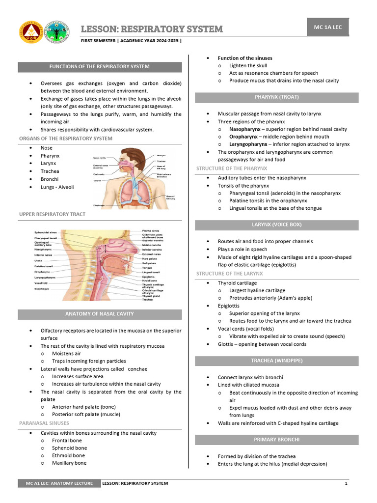 LeC RESPIRATORY SYSTEM | PDF | Respiratory System | Lung