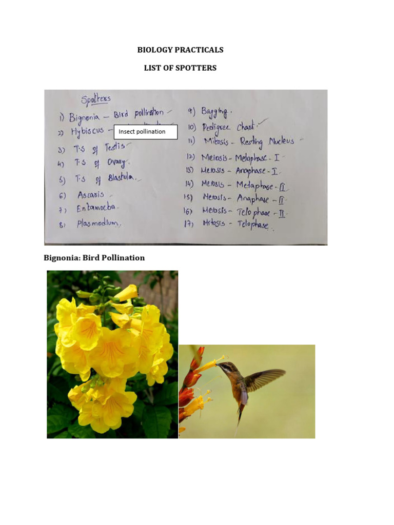 Biology Practicals: Spotter List | PDF