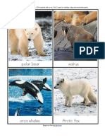 Arctic Animals Flashcards