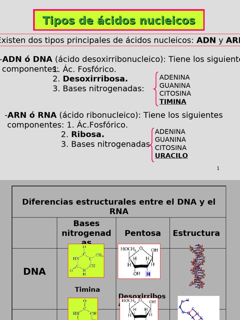 Tema 5. Los Ácidos Nucleicos III | PDF | Rna | Ribosoma