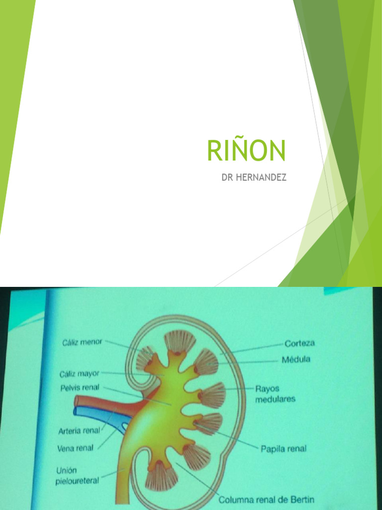RIÑON | PDF