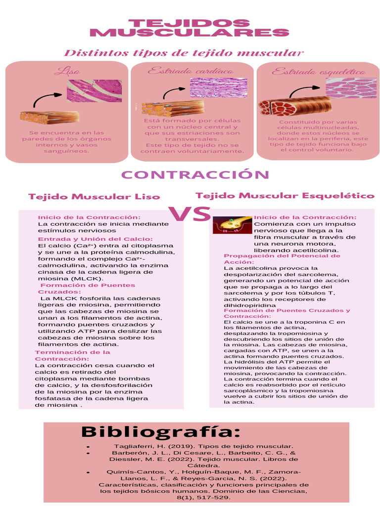 Infografia T Muscular | PDF | Contracción muscular | Músculo