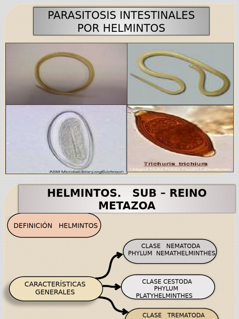 Parasitología: Ascaris y helmintos | PDF | Enfermedades y trastornos ...