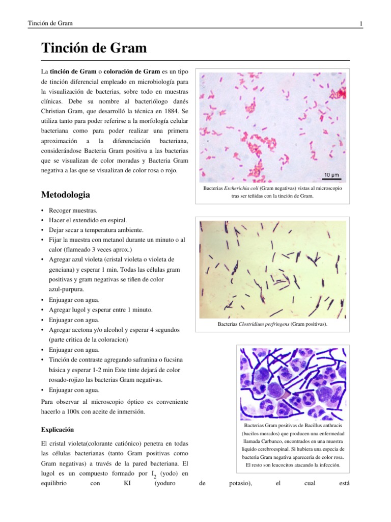 Coloracion de Gram | PDF | Tinción | Histología
