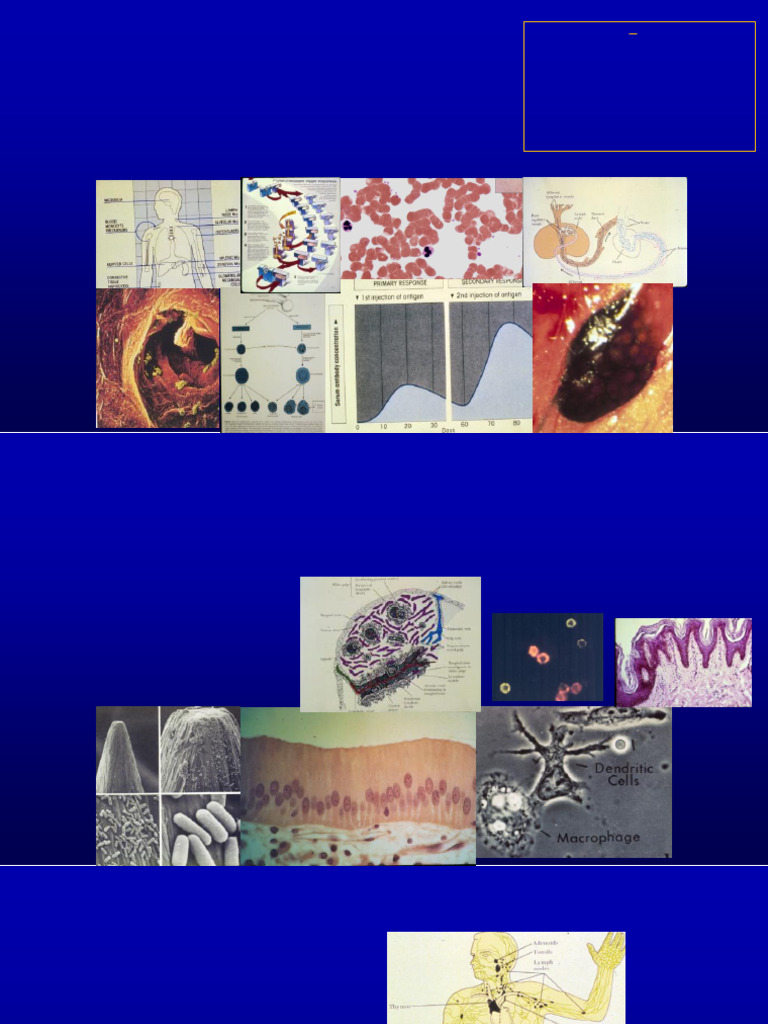 Immune System Overview and Functions | PDF | Immune System | Lymphocyte
