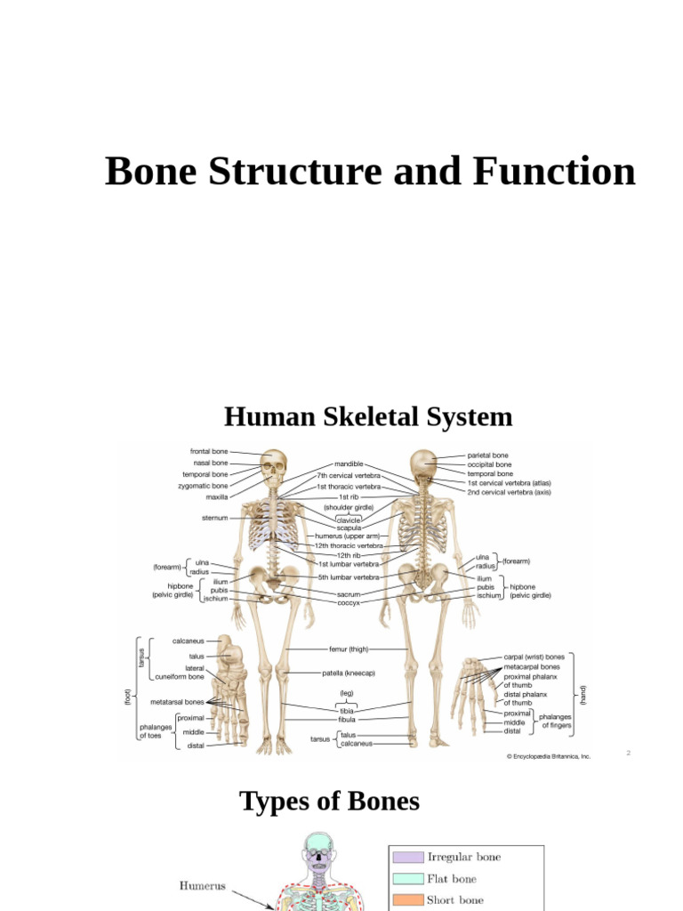 Bone Structure and Function | PDF