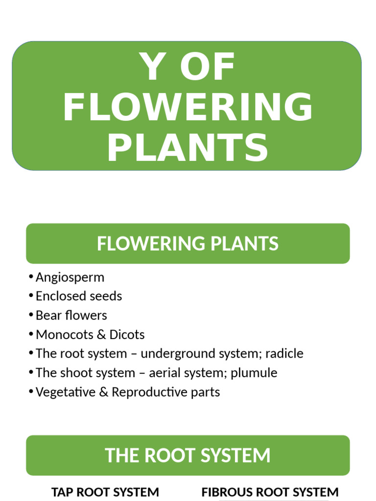 Morphology of Flowering Plants Explained | PDF | Leaf | Root
