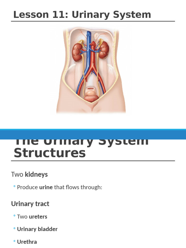Ace20 l11 Urinary w24 H | PDF | Kidney | Urinary System