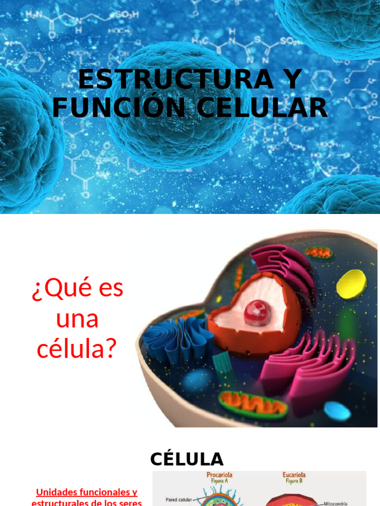 Estructura y Función Celular | PDF | Citoplasma | Membrana celular