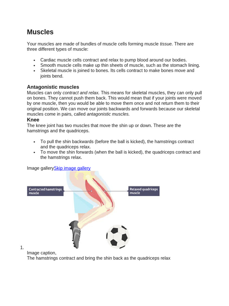 Muscles | PDF