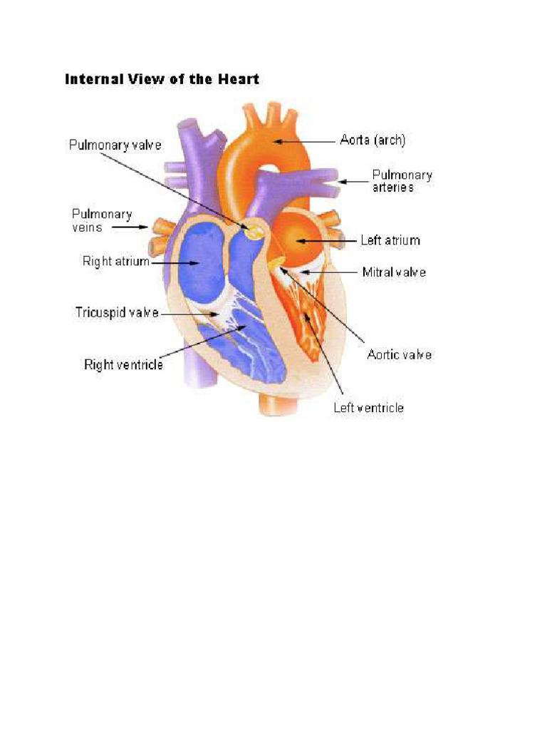 Structure of Heart Typds of Valves and Func. | PDF | Heart Valve | Heart