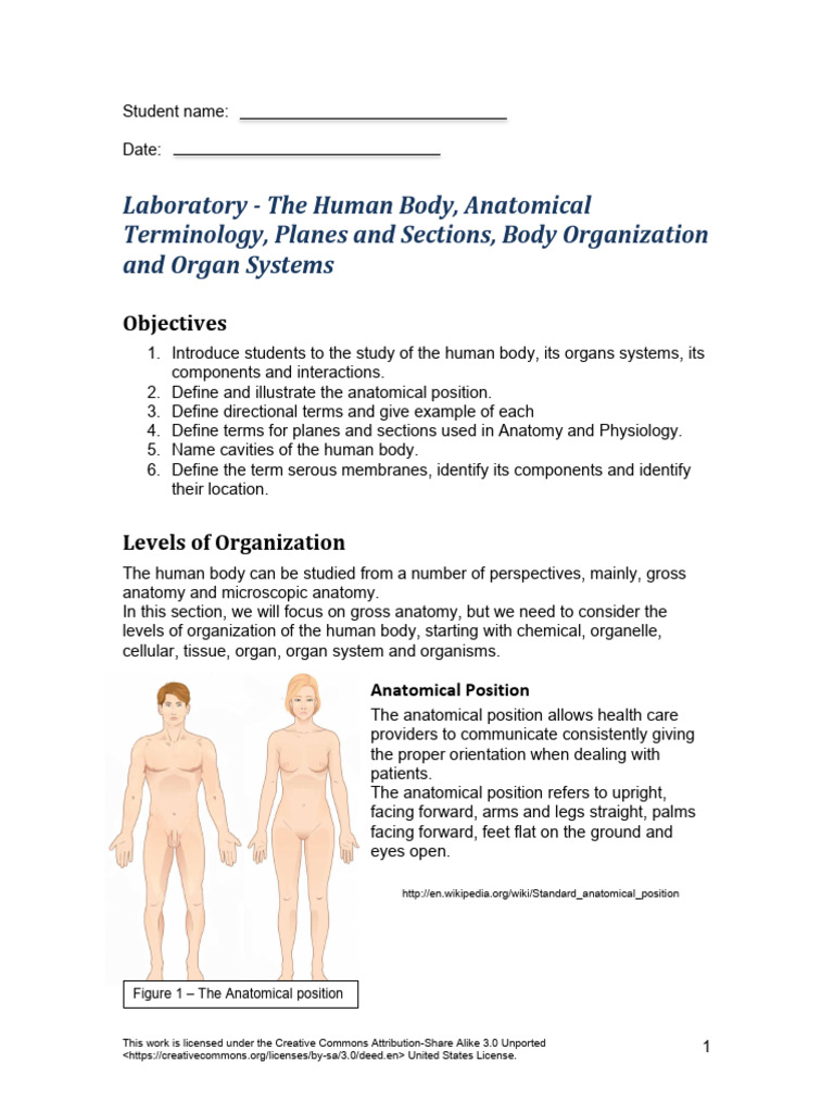 Human Body Anatomy and Terminology Guide | PDF | Human Body | Lymphatic ...