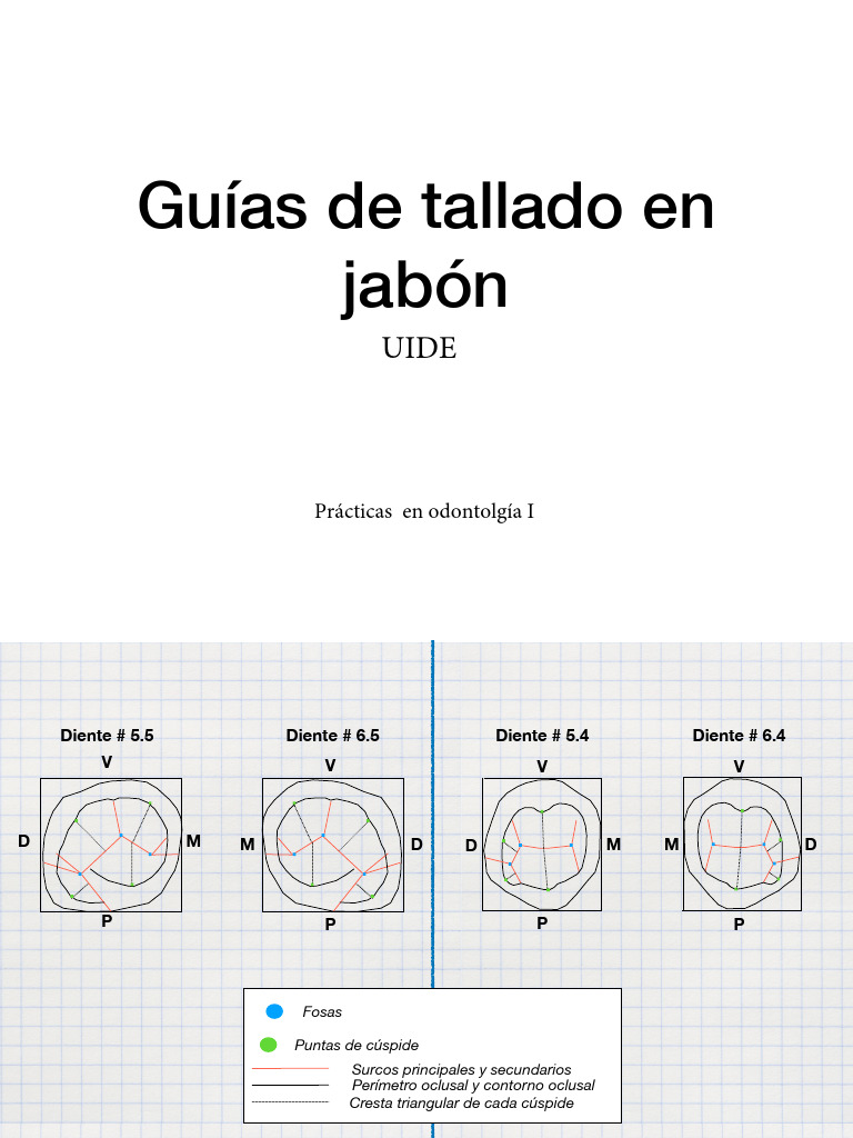 Gu%C3%ADa+de+tallado+en+jab%C3%B3n+Morfolog%C3%ADa+Dental+I | PDF ...