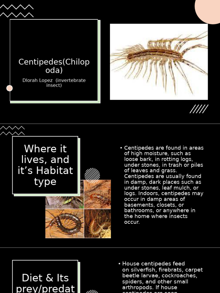 Centipedes (Chilop Oda) : Dlorah Lopez (Invertebrate Insect) | PDF ...