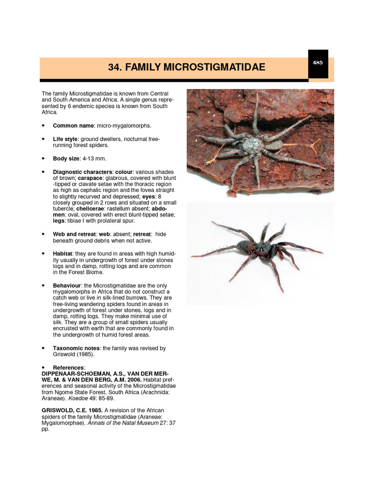 Microstigmatidae Spiders of South Africa | PDF | Spider | South Africa