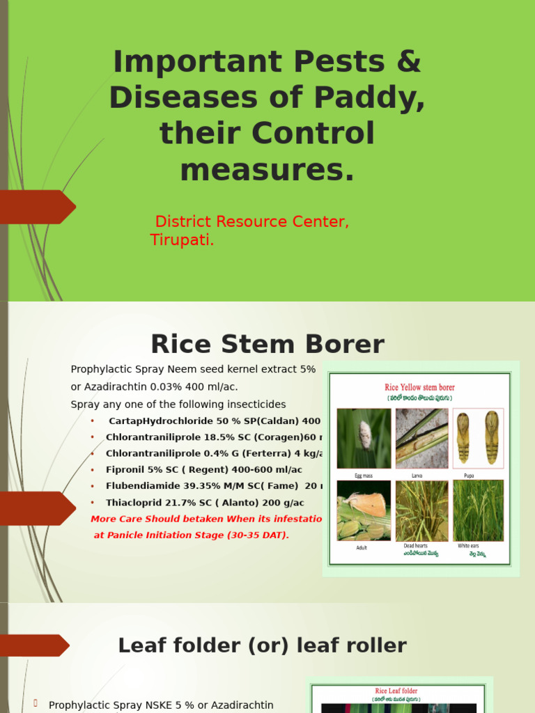 Pests & Control in Paddy Cultivation | PDF | Pesticide | Agricultural ...