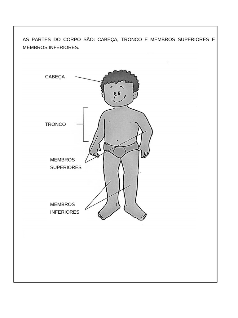 Partes do Corpo Humano: Cabeça e Membros | PDF