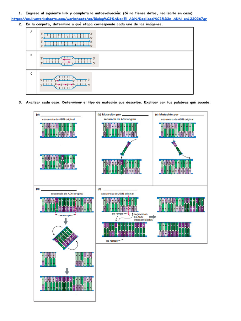 Autoevaluación sobre Replicación del ADN | PDF